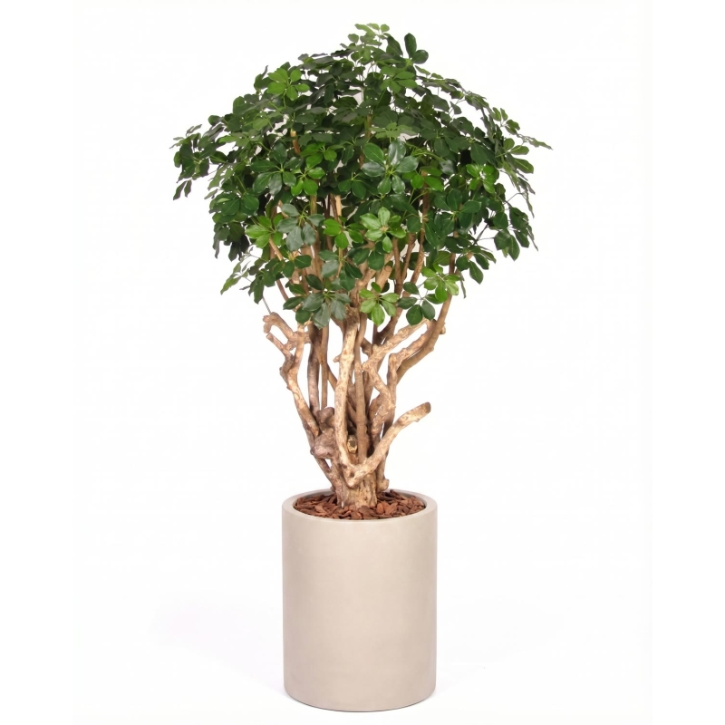 Schefflera Seminaturale • Verde • Tronco Tobago • H. 200/225 cm