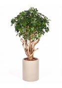 Schefflera Seminaturale &bull; Verde &bull; Tronco Tobago &bull; H. 200/225 cm