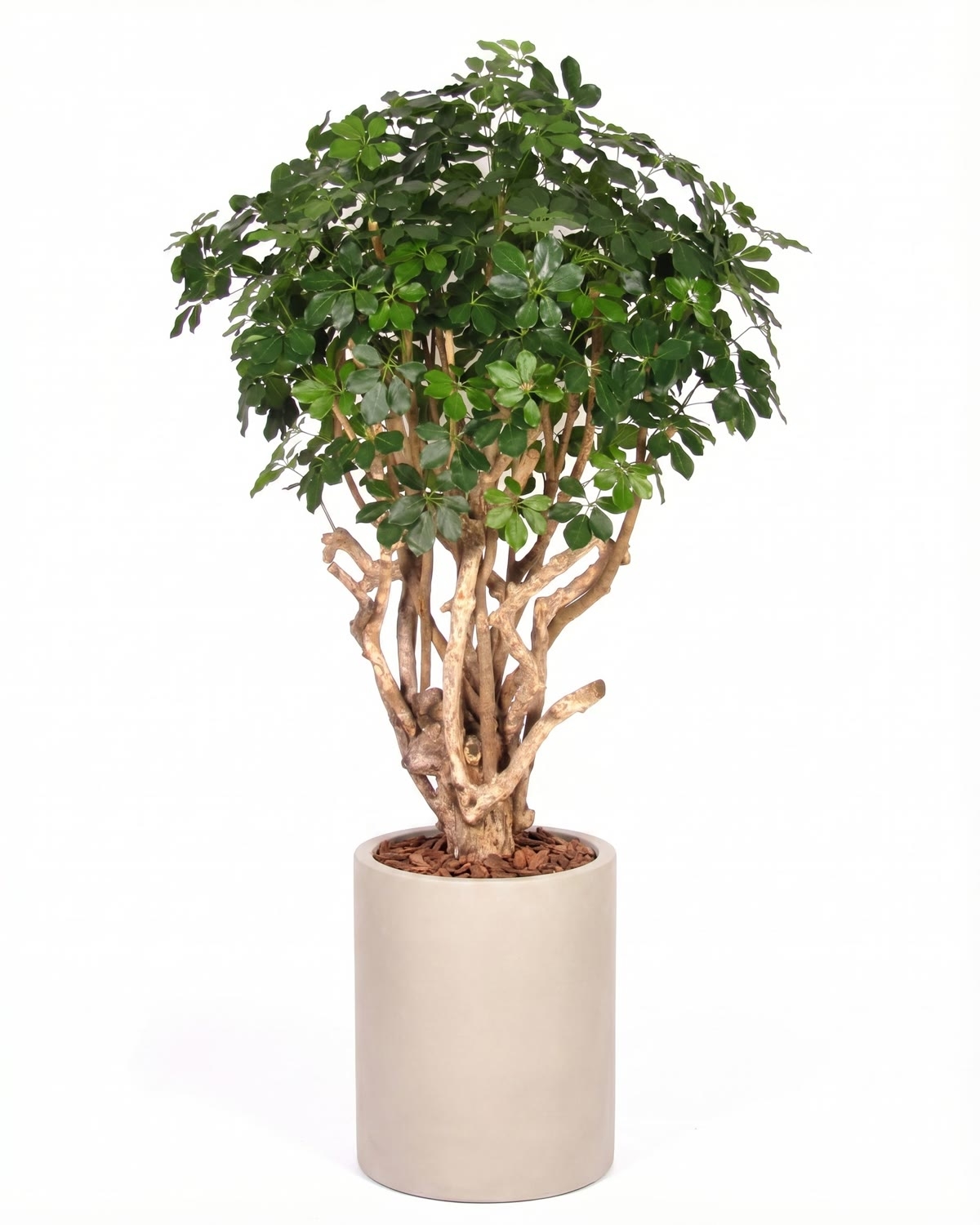 Schefflera Seminaturale • Verde • Tronco Tobago • H. 200/225 cm