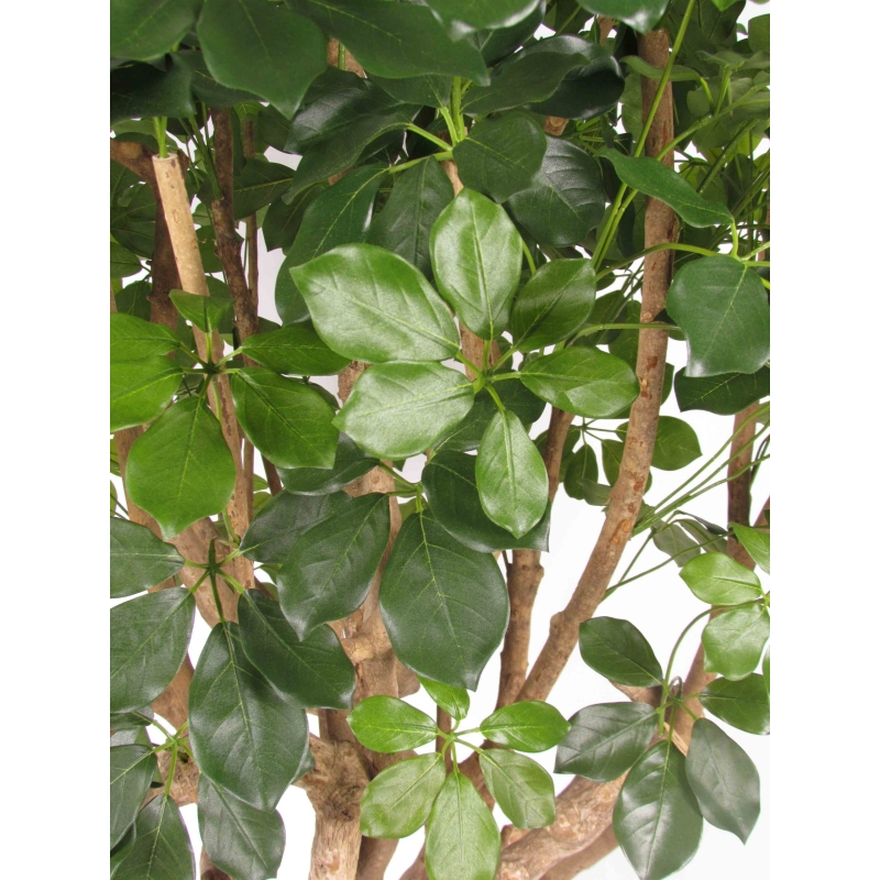 Schefflera Seminaturale • Verde • Tronco Tobago • H. 200/225 cm