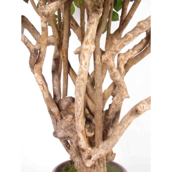 Schefflera Seminaturale • Verde • Tronco Tobago • H. 200/225 cm