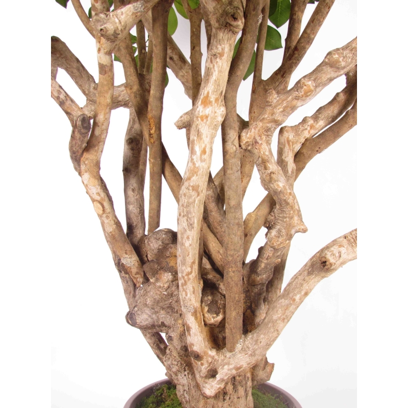 Schefflera Seminaturale • Verde • Tronco Tobago • H. 200/225 cm