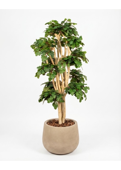 Quercia Semi-Naturale · UVR · Tronco Japan · cm. 185