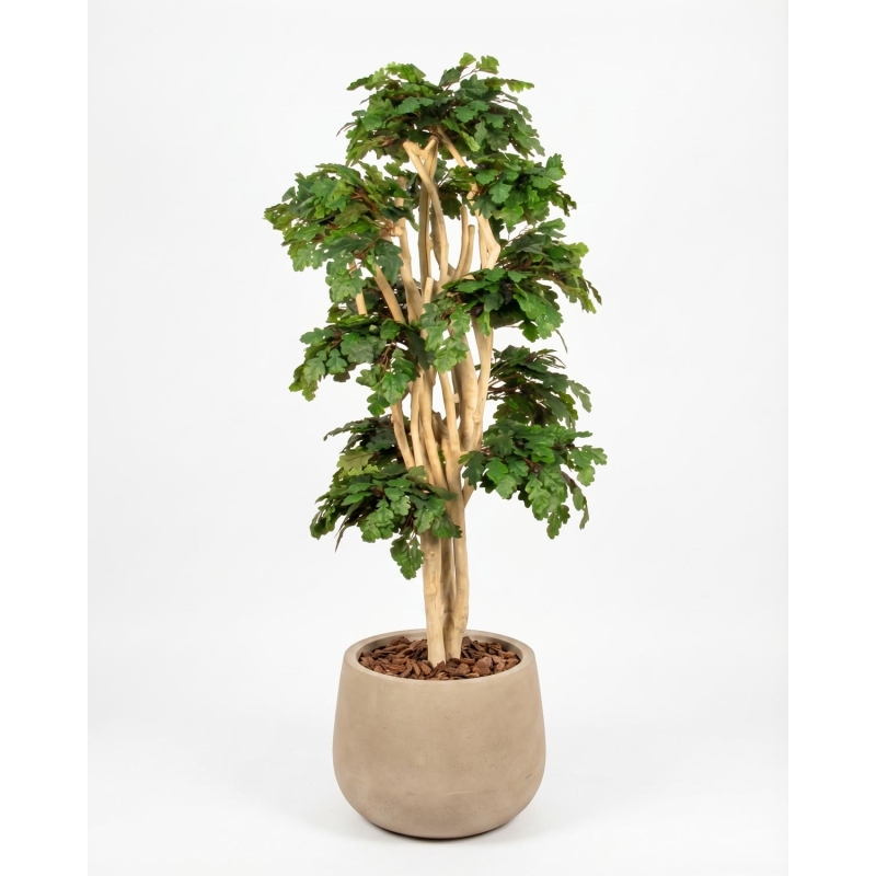 Quercia Semi-Naturale · UVR · Tronco Japan · cm. 185