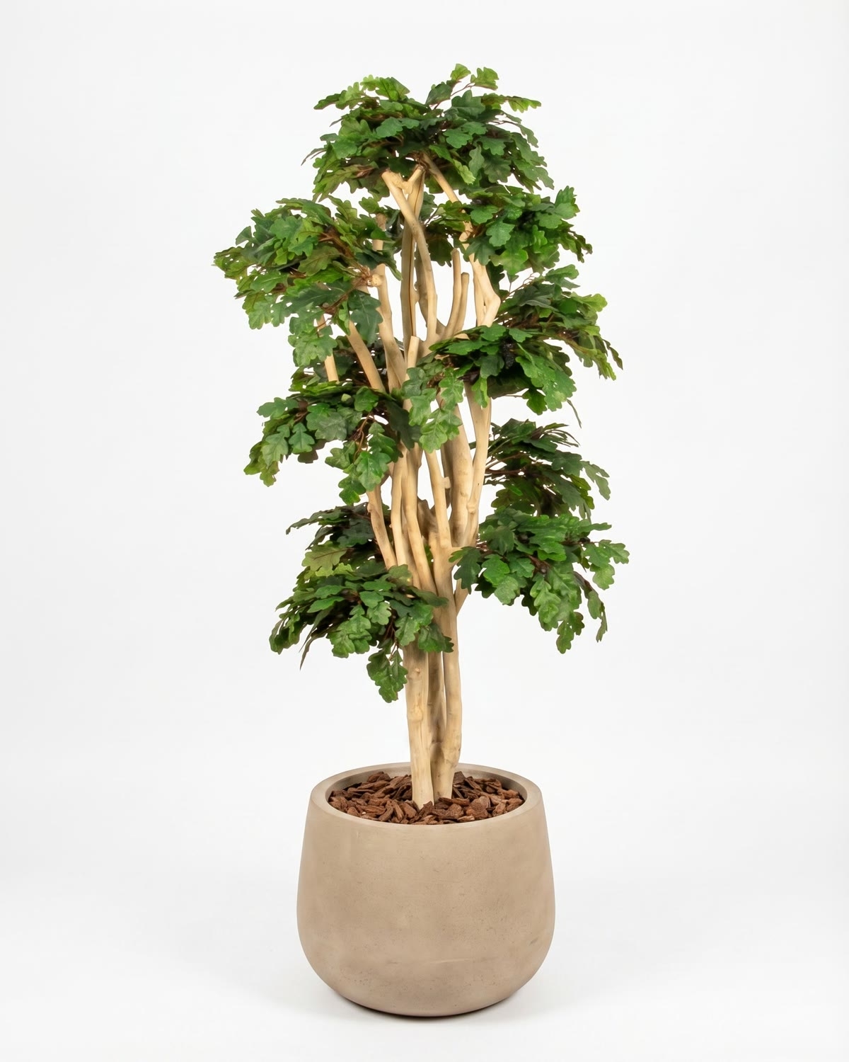 Quercia Semi-Naturale · UVR · Tronco Japan · cm. 185