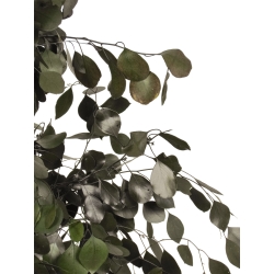 Eucalipto Populus Stabilizzato • Verde • Tronco Bosco • H. 250 cm, Ø 120 cm