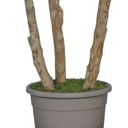 Eucalipto Populus Stabilizzato • Verde • Tronco Bosco • H. 250 cm, Ø 120 cm