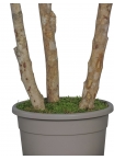 Eucalipto Populus Stabilizzato • Verde • Tronco Bosco • H. 250 cm, Ø 120 cm