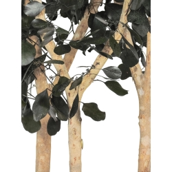 Eucalipto Populus Stabilizzato • Verde • Tronco Bosco • H. 250 cm, Ø 120 cm