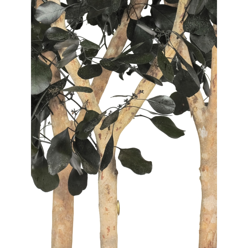 Eucalipto Populus Stabilizzato • Verde • Tronco Bosco • H. 250 cm, Ø 120 cm