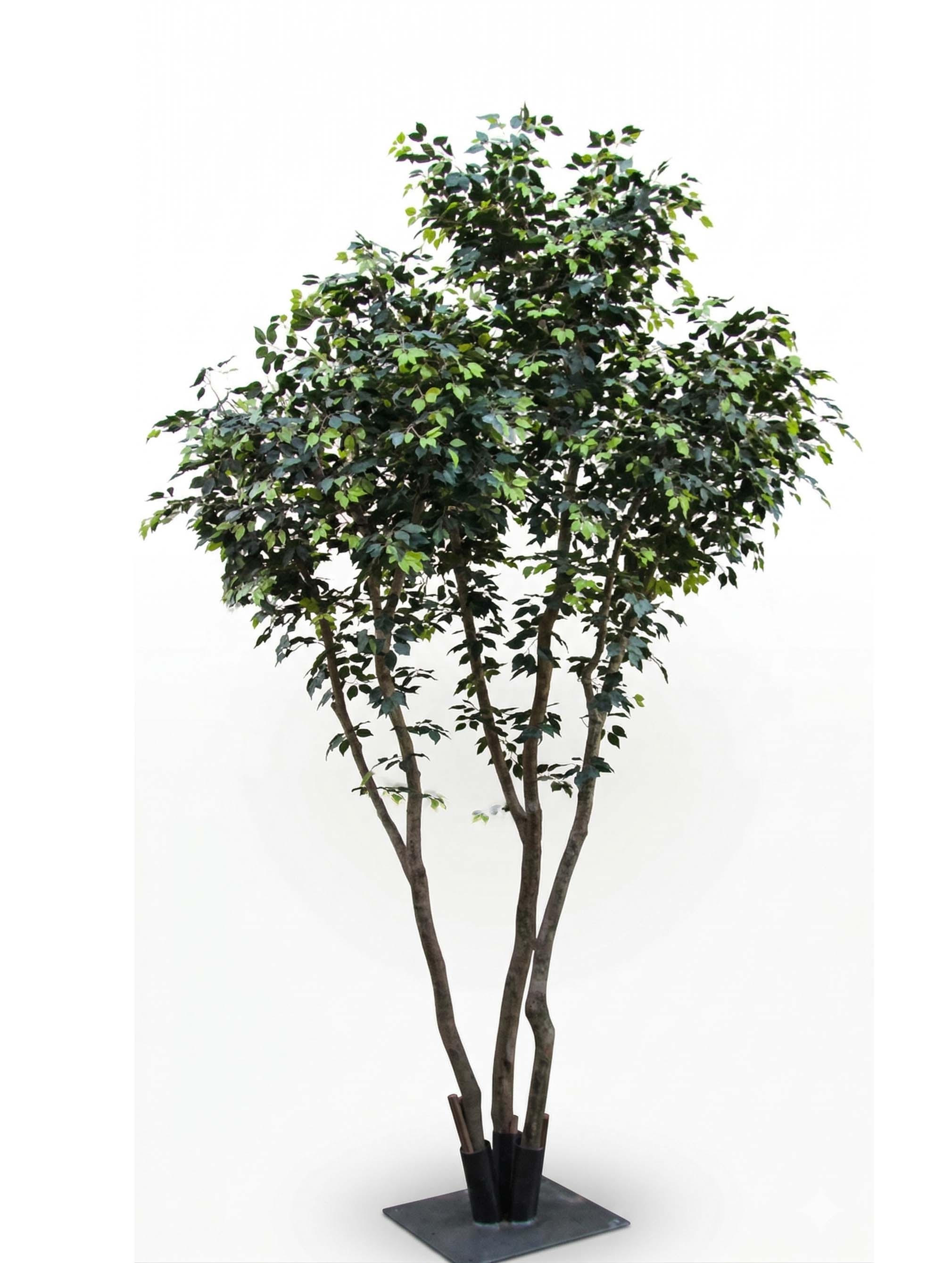 Ficus Artificiale Elegance Giant da 3,50 a 5 m