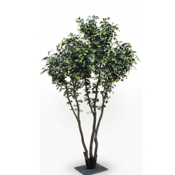 Ficus Elegance Seminaturale • Verde • Tronco Bosco Giant • H. 350 cm