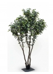 Ficus Elegance Seminaturale • Verde • Tronco Bosco Giant • H. 350 cm