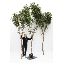 Ficus Elegance Seminaturale • Verde • Tronco Bosco Giant • H. 350 cm