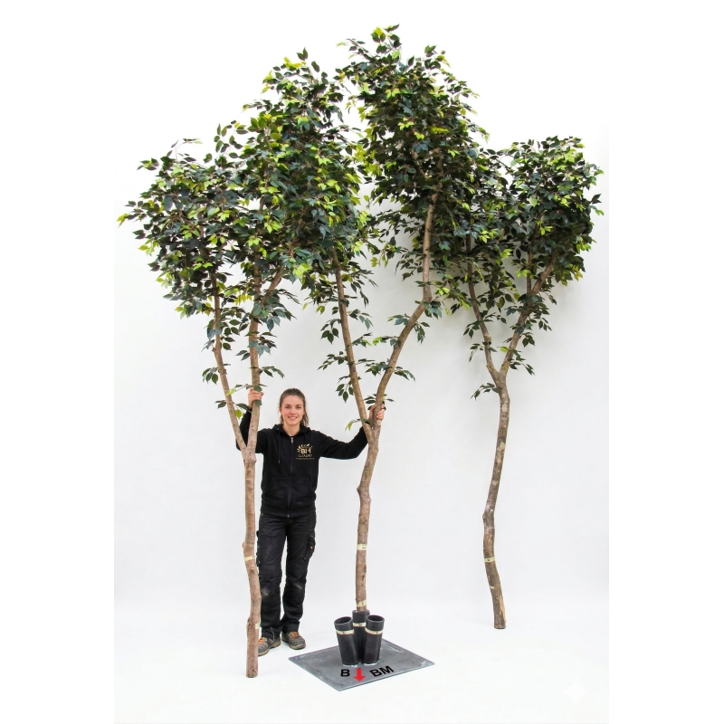 Ficus Elegance Seminaturale • Verde • Tronco Bosco Giant • H. 350 cm