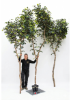 Ficus Elegance Seminaturale • Verde • Tronco Bosco Giant • H. 350 cm