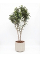 Ficus Elegance Seminaturale • Verde • Tronco Bosco Giant • H. 350 cm