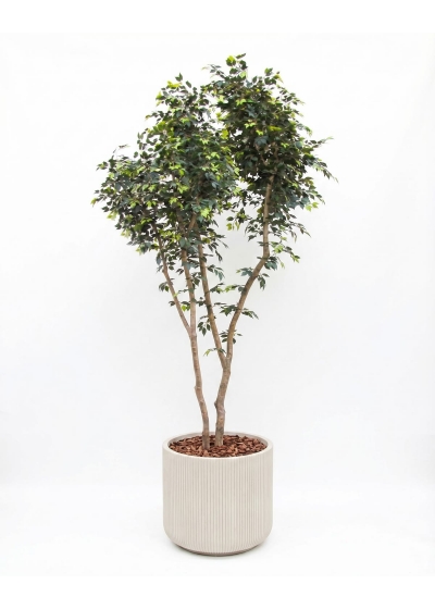 Ficus Elegance Seminaturale • Verde • Tronco Bosco Giant • H. 350 cm