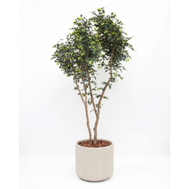 Ficus Elegance Seminaturale • Verde • Tronco Bosco Giant • H. 350 cm