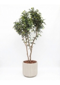Ficus Elegance Seminaturale &bull; Verde &bull; Tronco Bosco Giant &bull; H. 350 cm