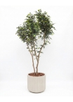 Ficus Elegance Seminaturale • Verde • Tronco Bosco Giant • H. 350 cm
