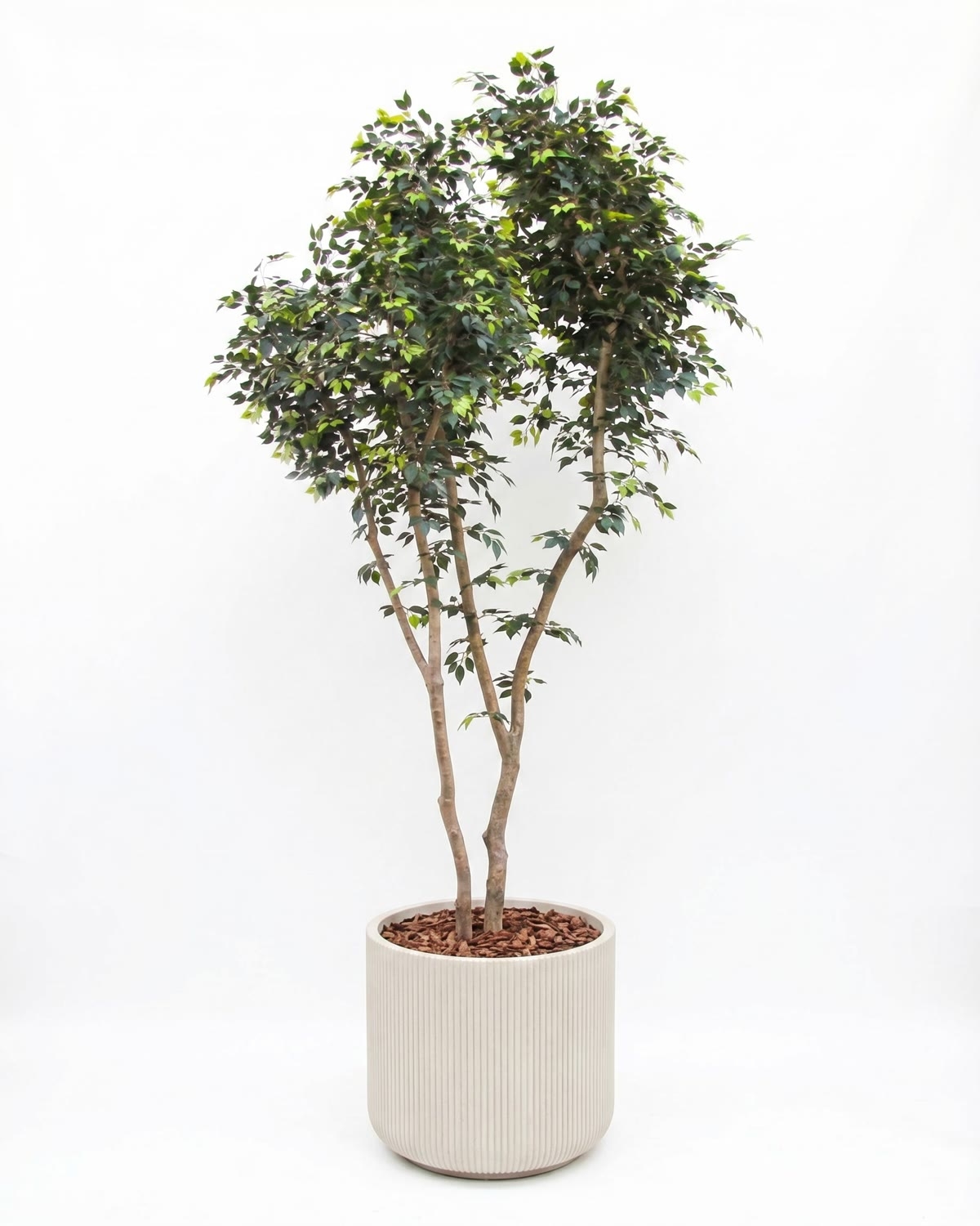 Ficus Elegance Seminaturale • Verde • Tronco Bosco Giant • H. 350 cm