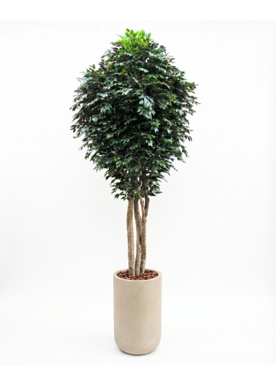 Ficus Giant Seminaturale • Verde • Tronco Mansanisi • H. da 3,5 a 5 m