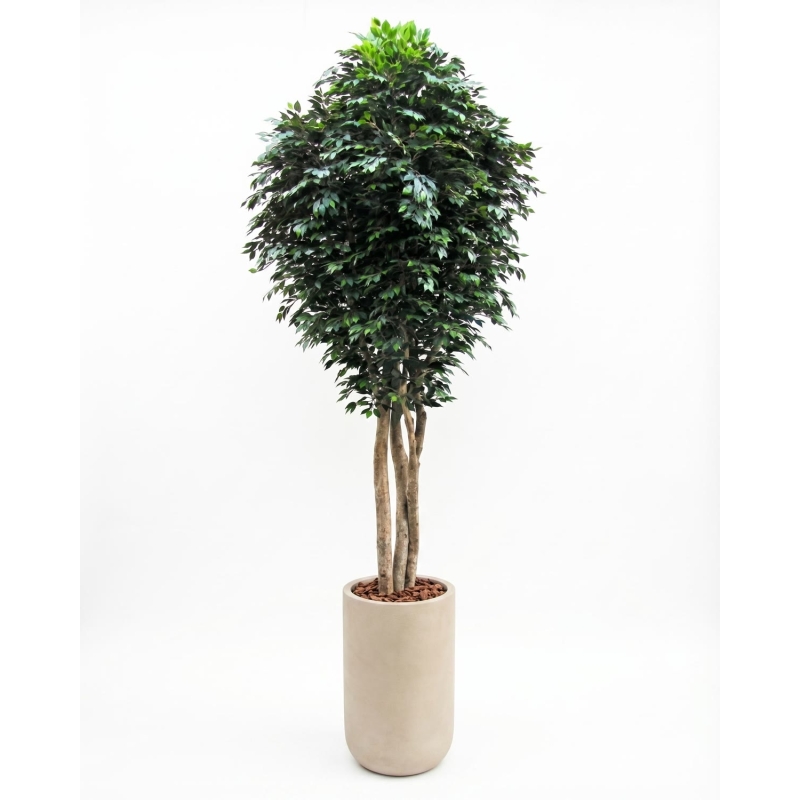 Ficus Giant Seminaturale • Verde • Tronco Mansanisi • H. da 3,5 a 5 m