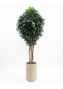 Ficus Giant Seminaturale &bull; Verde &bull; Tronco Mansanisi &bull; H. da 3,5 a 5 m