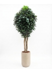 Ficus Giant Seminaturale • Verde • Tronco Mansanisi • H. da 3,5 a 5 m