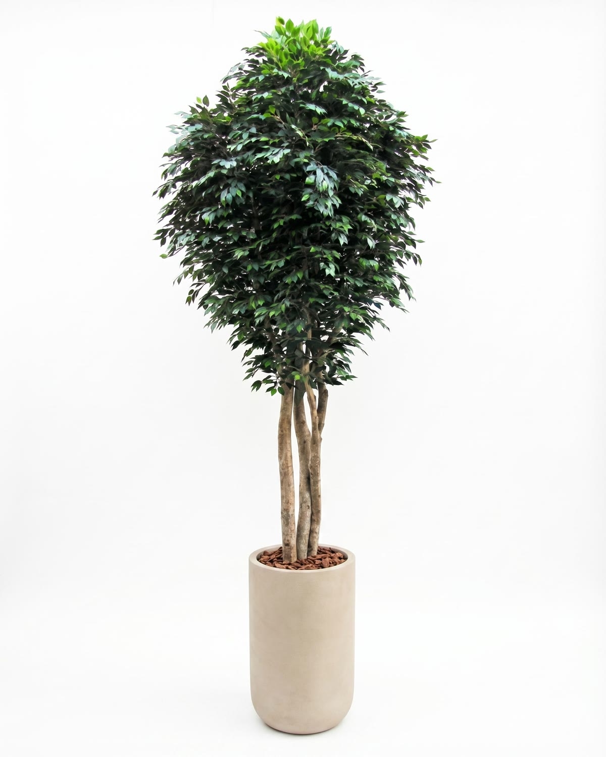 Ficus Giant Seminaturale • Verde • Tronco Mansanisi • H. da 3,5 a 5 m