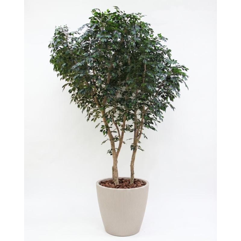 Ficus Luxe Giant Seminaturale • Verde • Tronco Mansanisi Bosco • H. da 3,5 a 5 m