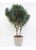 Ficus Luxe Giant Seminaturale &bull; Verde &bull; Tronco Mansanisi Bosco &bull; H. da 3,5 a 5 m