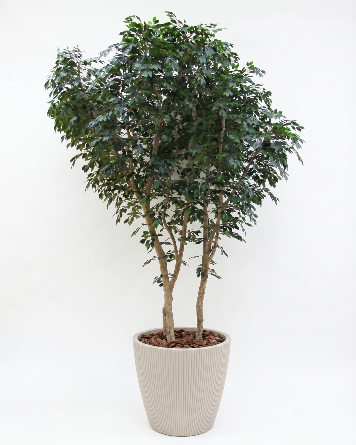 Ficus Luxe Giant Seminaturale • Verde • Tronco Mansanisi Bosco • H. da 3,5 a 5 m