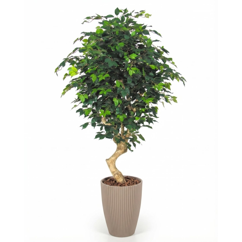 Ficus Elegance Seminaturale • Verde • Tronco Mediterraneo