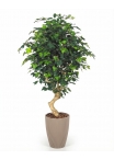 Ficus Elegance Seminaturale • Verde • Tronco Mediterraneo