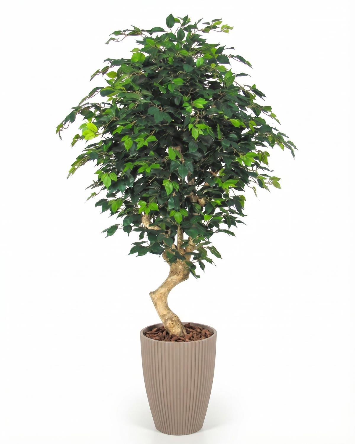 Ficus Elegance Seminaturale • Verde • Tronco Mediterraneo
