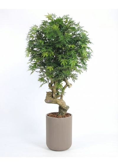 Acero Seminaturale • Verde • Tronco Jamaica • H. 200 cm