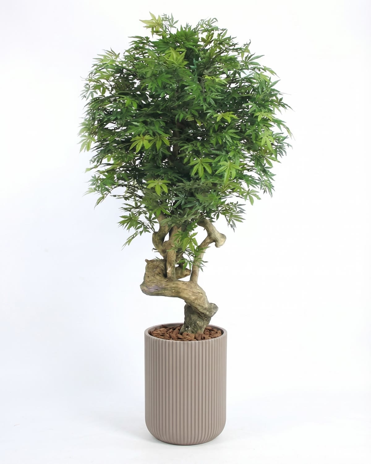 Acero Seminaturale • Verde • Tronco Jamaica • H. 200 cm