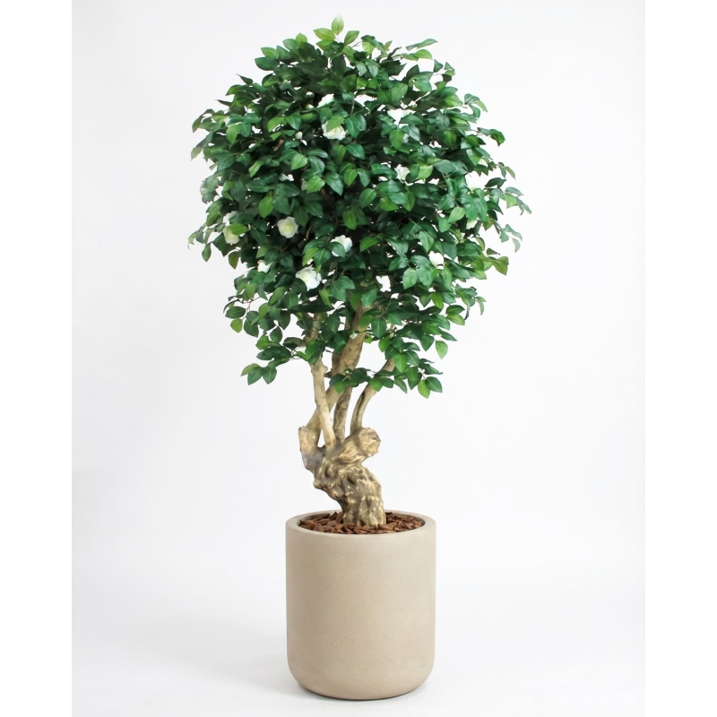 Camelia Seminaturale • Verde con Fiori Bianchi • Tronco Jamaica • H. 200 cm