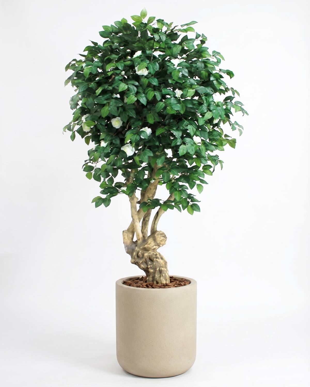 Camelia Seminaturale • Verde con Fiori Bianchi • Tronco Jamaica • H. 200 cm