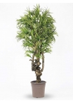 Dracena Seminaturale • Mini Foglie Variegate • Tronco Jamaica • H. 200 cm