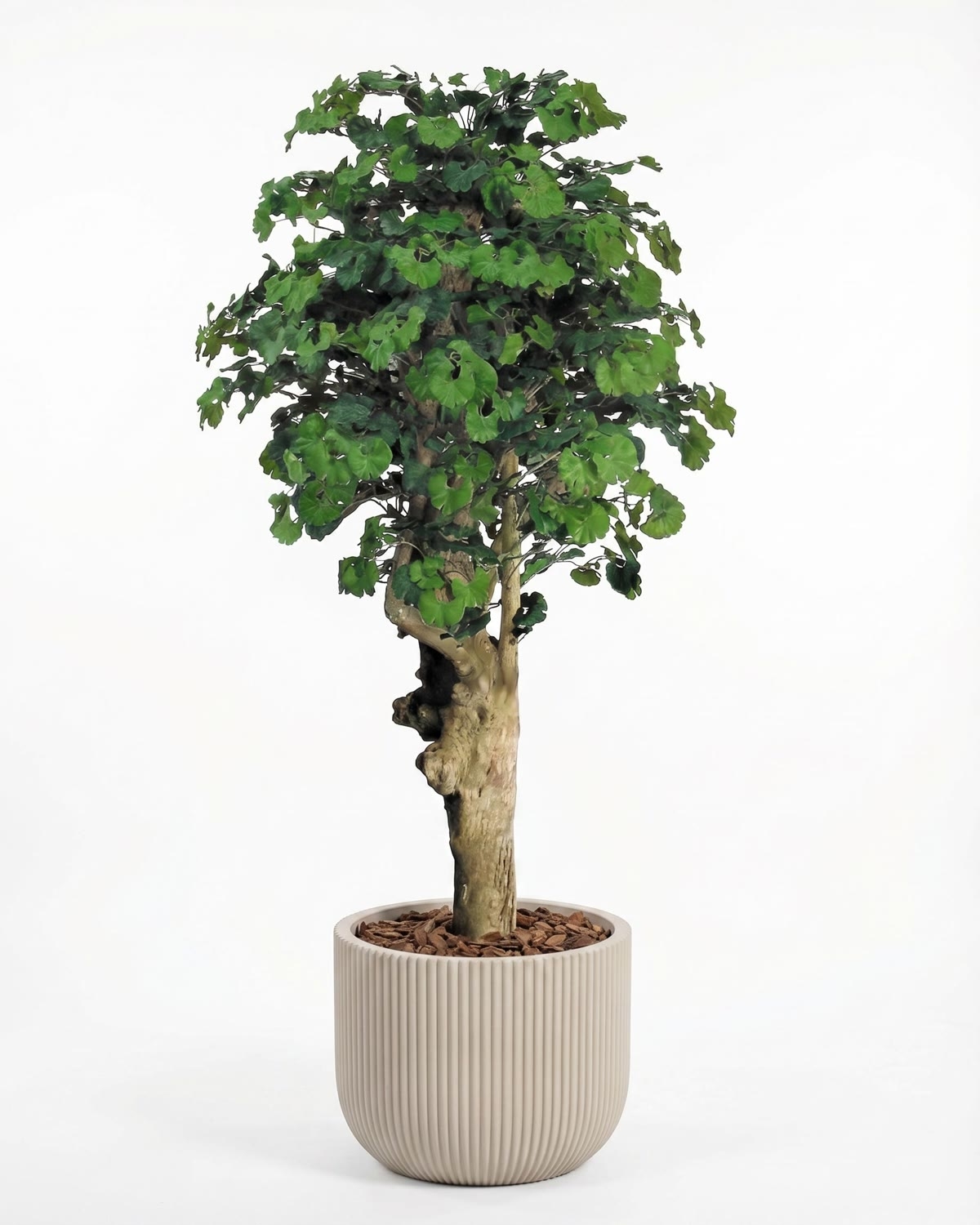 Ginkgo Biloba Seminaturale • Verde • Tronco Jamaica • H. 200 cm