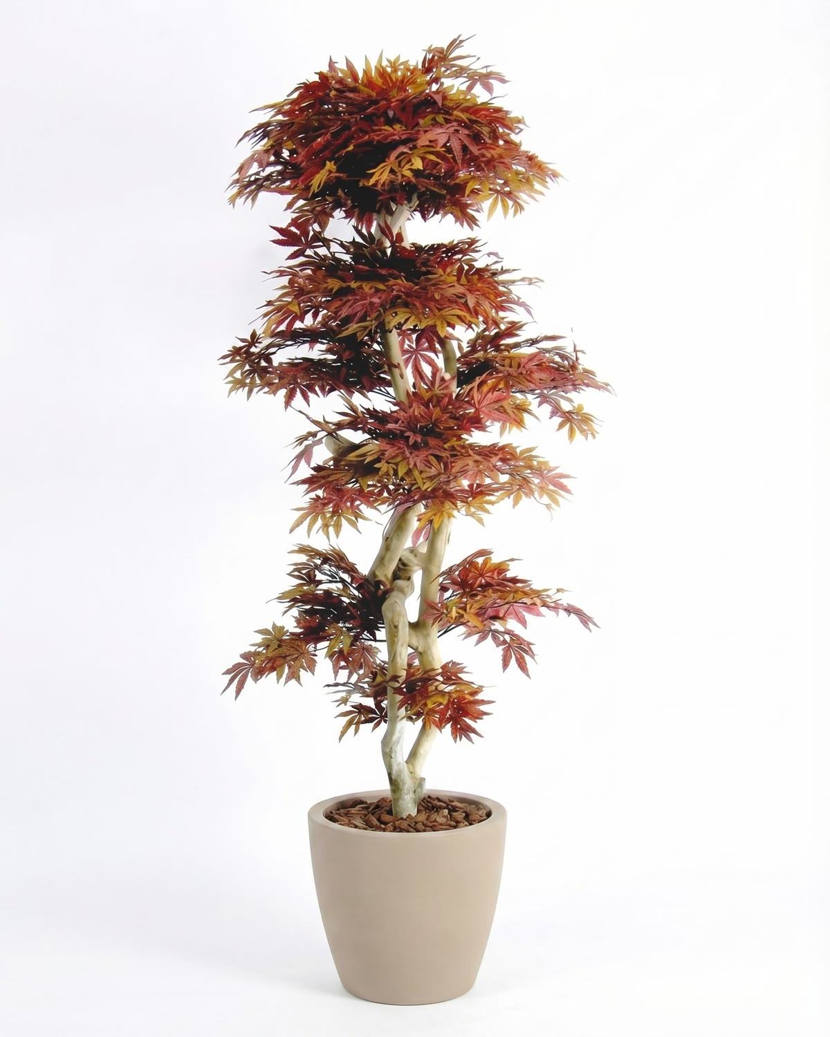 Acero artificiale rosso Tronco Japan, 185 cm