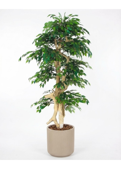 Ficus artificiale Verde, Foglie Mini, Tronco Japan