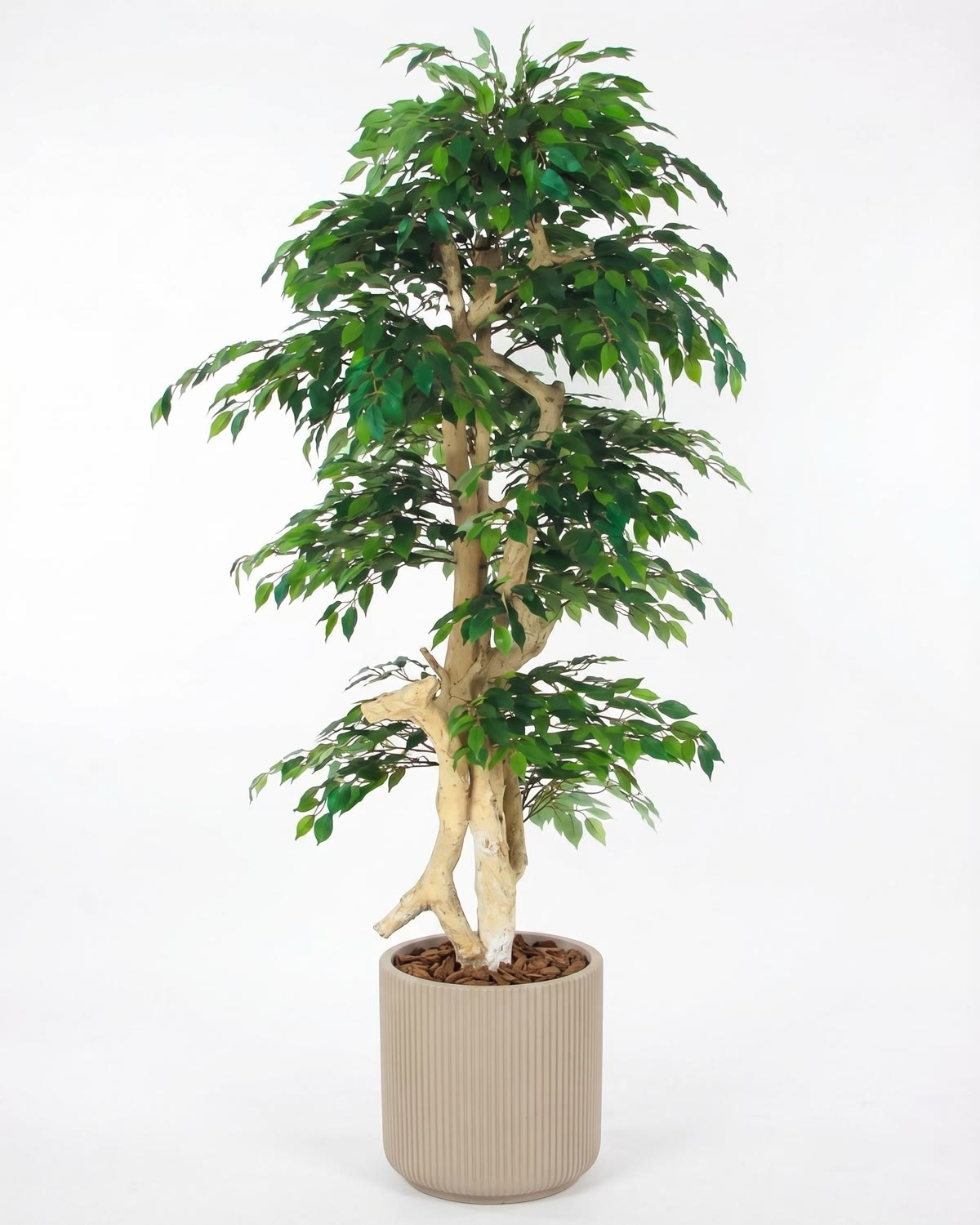 Ficus artificiale Verde, Foglie Mini, Tronco Japan