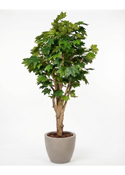 Acero Canadese artificiale verde, Tronco mediterraneo