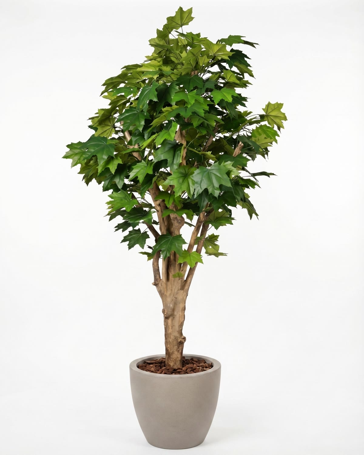 Acero Canadese artificiale verde, Tronco mediterraneo