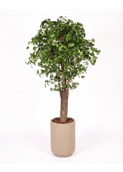 Ginkgo Biloba Seminaturale • Verde • Tronco Gigantea