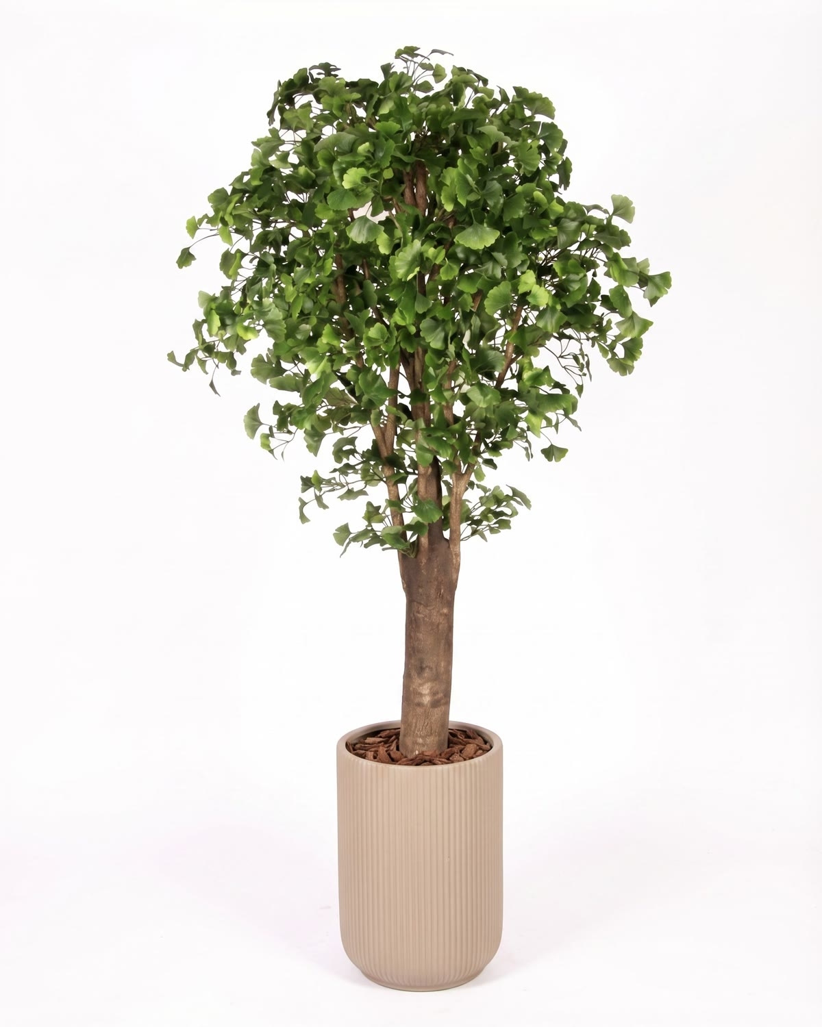 Ginkgo Biloba Seminaturale • Verde • Tronco Gigantea